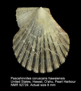 Pascahinnites coruscans hawaiiensis (2).jpg - Pascahinnites coruscans hawaiiensis(Dall, Bartsch & Rehder,1938)